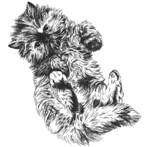 エキゾチックロングヘア子猫