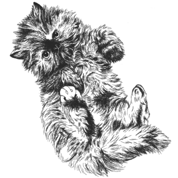 エキゾチックロングヘア子猫