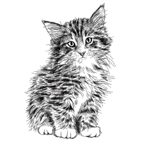 ラグドール子猫