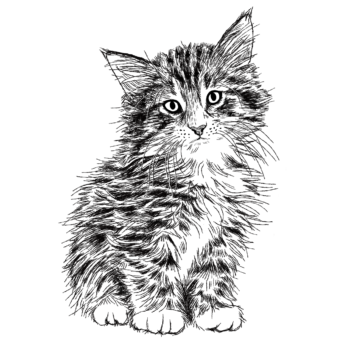 ラグドール子猫